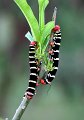 Tetrio Sphinx Caterpillar